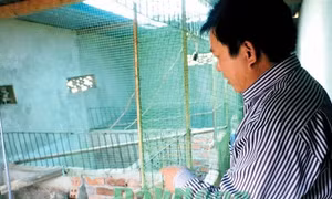 Hiệu quả từ nuôi chim trĩ sinh sản