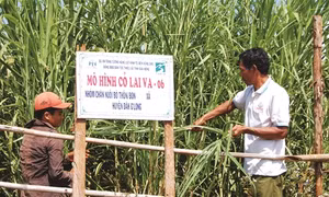 Trưởng bon K'sớ làm kinh tế giỏi
