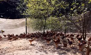 Gương nông dân làm kinh tế giỏi