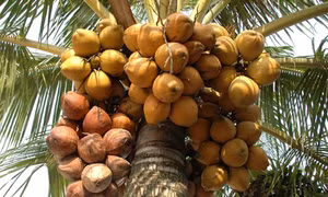 Làm giàu từ trồng dừa xiêm đỏ