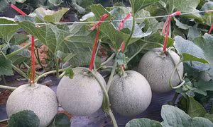 Mô hình trồng dưa lưới cho hiệu quả kinh tế cao