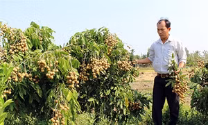 Thanh niên làm kinh tế giỏi