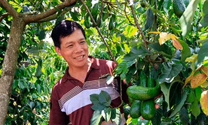 Người đi tìm "vương miện" cho cây bơ