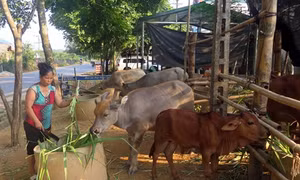 Nhiều chính sách hỗ trợ phát triển sản xuất để giảm nghèo bền vững