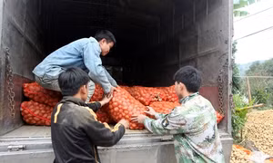 Bắc Kạn vào vụ thu hoạch khoai tây