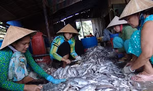Bạc Liêu khai thác, đánh bắt thủy sản đạt gần 90 nghìn tấn