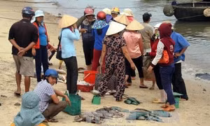 Tình hình tại Quảng Trị sau khi công bố nguyên nhân cá chết