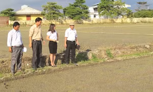 Gia Lai xây dựng thương hiệu gạo Phú Thiện