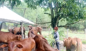Đồng Nai đẩy mạnh đào tạo nghề gắn với giải quyết việc làm cho lao động