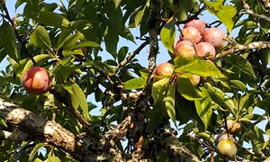 Thành công từ huy động sức dân