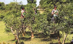 Yên Bái nâng cao giá trị cây chè vùng cao