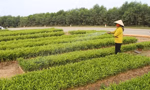 Thừa Thiên-Huế: Năm 2016 phấn đấu trồng mới 5.000 ha rừng
