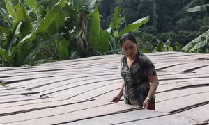 Thành công nhờ sản xuất miến theo phương pháp thủ công