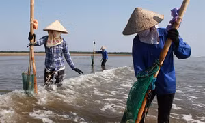 Nghề cào ngao biển ở Nam Định