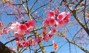 Lên Lào Cai ngắm hoa anh đào nở