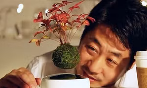 Nhật Bản gây sửng sốt với phát minh cây bonsai biết bay