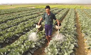 Quy trình sản xuất rau bắp cải an toàn
