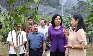 Phó Bí thư Thường trực Thành ủy Hà Nội Ngô Thị Thanh Hằng: “Khống chế dịch tả lợn châu Phi là nhiệm vụ trọng tâm, cấp bách”