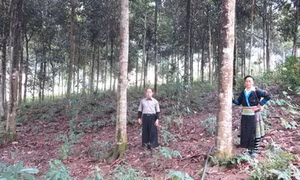 Gắn bảo vệ, phát triển rừng với lợi ích của người trồng rừng ở huyện Mù Cang Chải