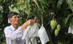 Xoài rải vụ giá cao hơn 10.000 đồng/kg so với xoài chính vụ