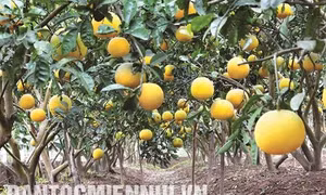 Những cây trồng đặc sản của Hà Nội