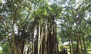 Tháng Tám trên quê hương cách mạng Tân Trào