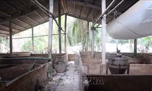 Bạc Liêu khuyến cáo người dân chậm tái đàn lợn