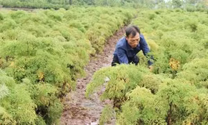 Lão nông Phạm Thế Hùng trồng đinh lăng làm giàu