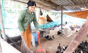 Vận động trang trại từng có lợn mắc tả lợn châu Phi ký cam kết không tái đàn