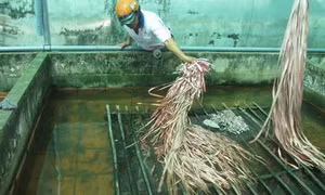 Nuôi lươn không bùn bằng ốc bươu vàng cho hiệu quả kinh tế cao ở xã Bình Thành