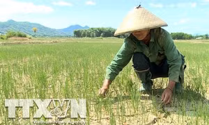 Sản xuất nông nghiệp đối diện với hạn hán gia tăng