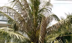 Phòng chống sâu bệnh gây hại trên dừa và cây có múi