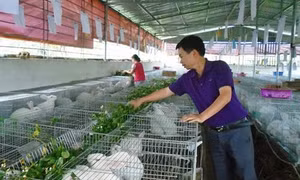 Phát triển mô hình nuôi thỏ theo tiêu chuẩn Nhật Bản