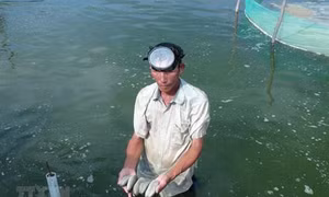 Nuôi hải sâm kết hợp sinh vật khác - một hướng đi mới