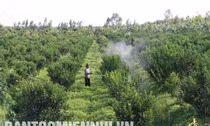 Mô hình trồng cam sành trên đất phèn nặng