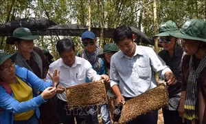 Lâm Đồng hỗ trợ phát triển chuỗi liên kết sản xuất, tiêu thụ sản phẩm mật ong