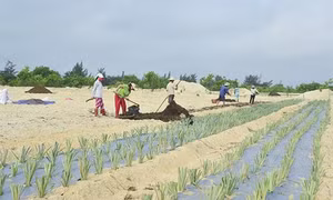 Quảng Trị chuyển đổi giống cây trồng ứng phó với hạn hán