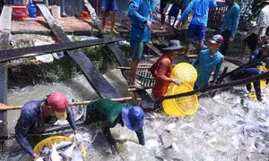 Phương pháp nuôi cá tra thương phẩm