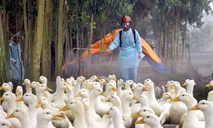Long An phát hiện ổ dịch cúm gia cầm H5N1
