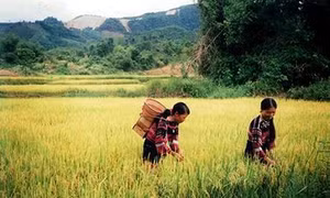 Ruộng thiêng và hạt ngọc Giàng ban của người Vân Kiều