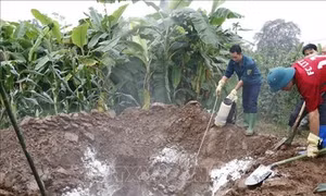 Yên Bái tiêu hủy lợn nhiễm dịch tả lợn châu Phi