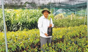 Phát huy thế mạnh “vương quốc cây giống” Chợ Lách