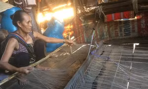 Tìm cói cho nghề dệt chiếu của người Êđê