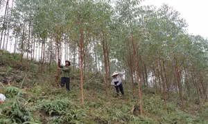 Hỗ trợ lương thực cho đồng bào dân tộc thiểu số, người Kinh nghèo tỉnh Bắc Giang