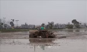 Nông dân Vĩnh Phúc đồng loạt xuống đồng sản xuất vụ Đông