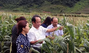 Diễn đàn khuyến nông "Giải pháp phòng, chống sâu keo mùa thu hại ngô"