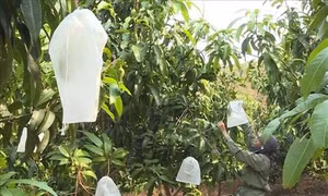 Sơn La "mặc áo" cho xoài xuất khẩu