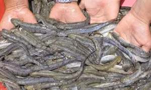 Kỹ thuật nuôi cá kèo trong ao tôm sú