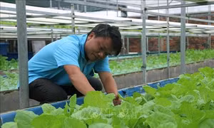 Anh Hồ Thanh Huy thành triệu phú nhờ mô hình trồng rau nuôi cá tự động