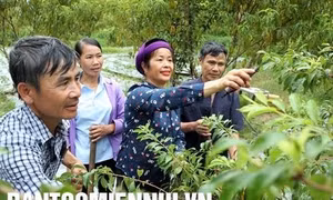 “Cánh chim đầu đàn” của thôn Sín Chải A